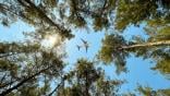 airplane above trees